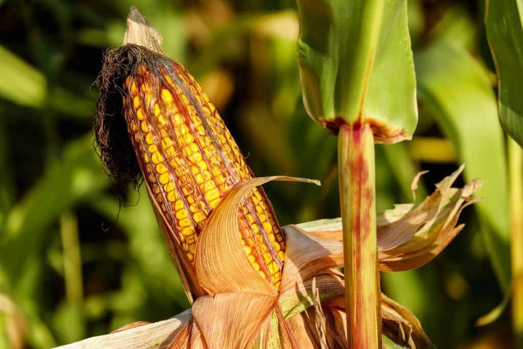 is corn keto is corn keto