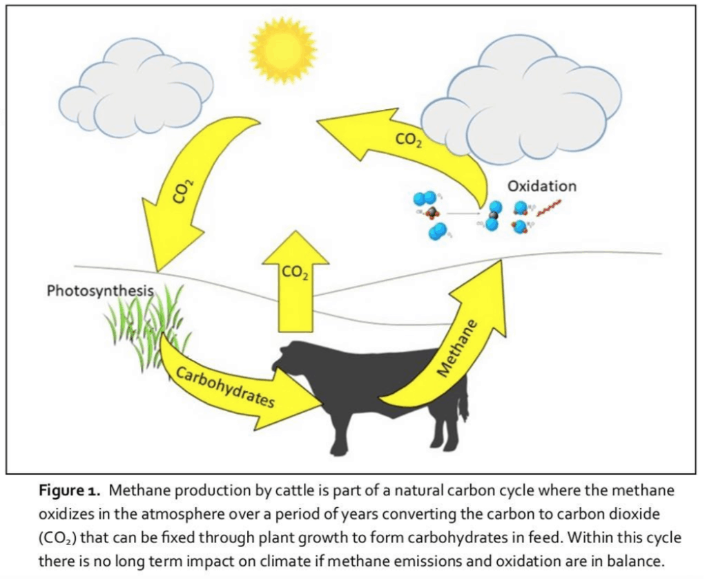 Cattle generates methane, but thanks to the carbon cycle, methane has no negative long term impact on the climate!