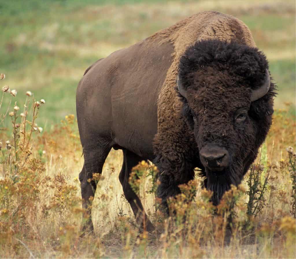 Grazing Buffalo Grazing cattle in a similar way to a wild buffalo can potentially mitigate climate change.