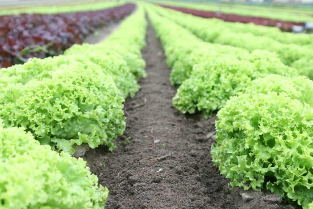 Lettuce Farm Lettuce produces three times more greenhouse gas emissions than bacon! Just because its green, doesn't mean its environmentally friendly!