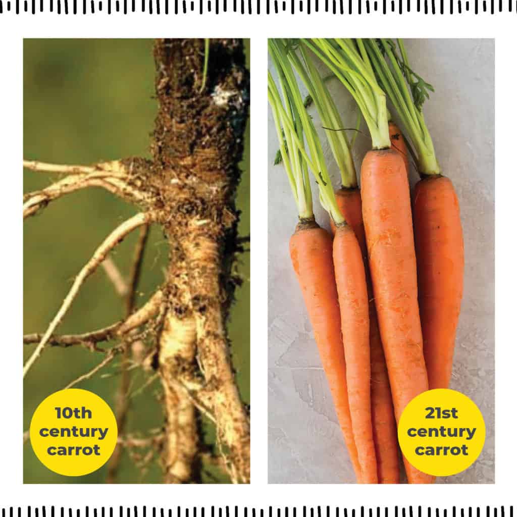 comparison of a 10th century with a 21st century carrot highlighting the size differential between the two