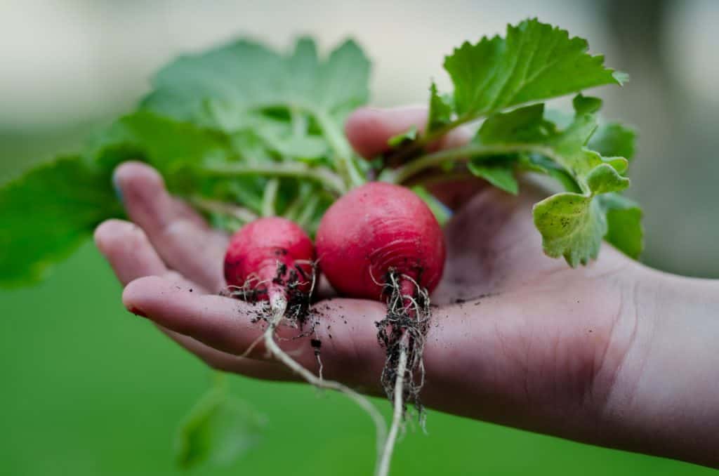 carbs in radishes hand holding two radishes. carbs in radishes