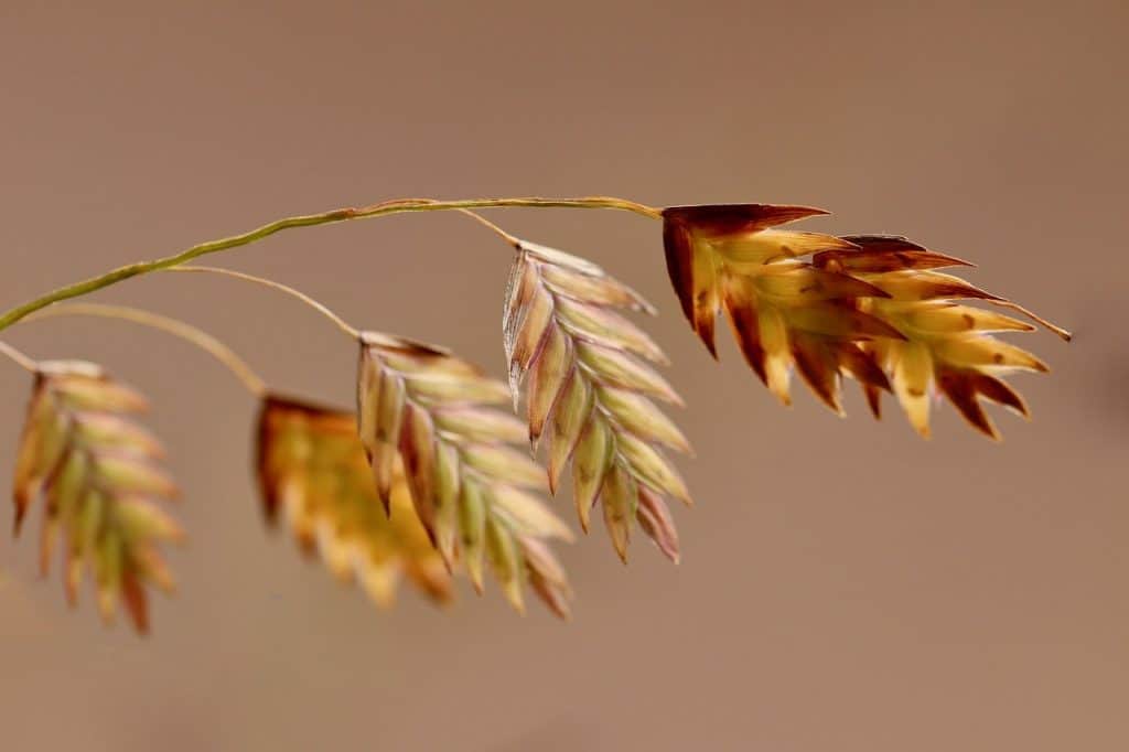 A close up of the kernels on an oat plant. 