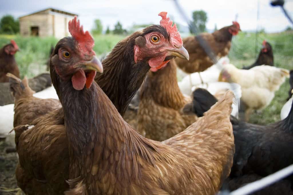 a large group of chickens roaming on a grassy field together