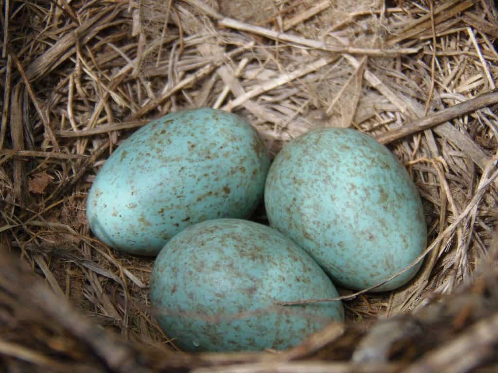 blue eggs in a small nest ready to be harvested