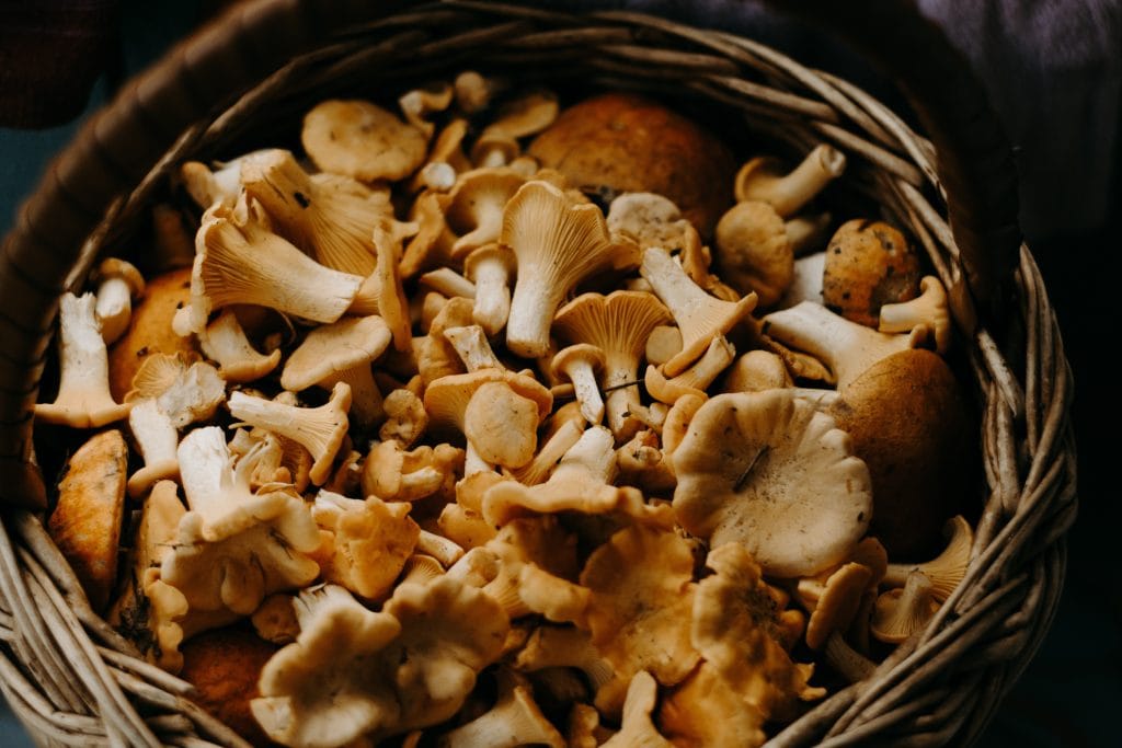 are mushrooms keto wild mushrooms after being foraged for