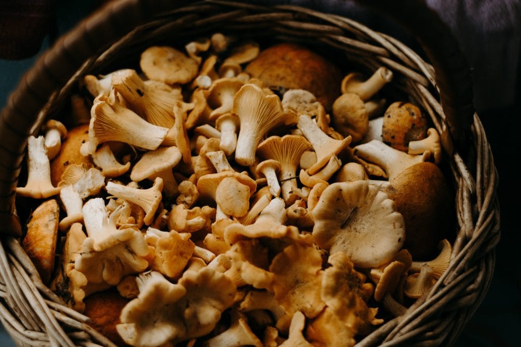 wild mushrooms after being foraged for