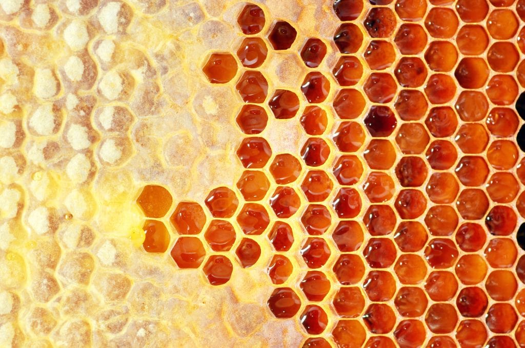 A tray of honeycomb ready to be harvested