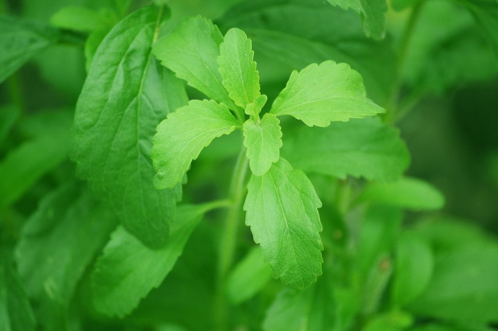 stevia blad