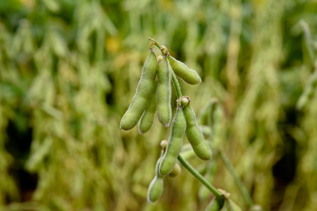 is edamame keto edamame