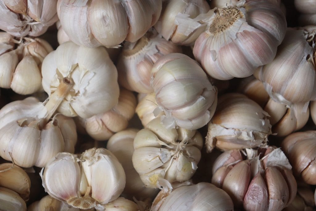 garlic lots