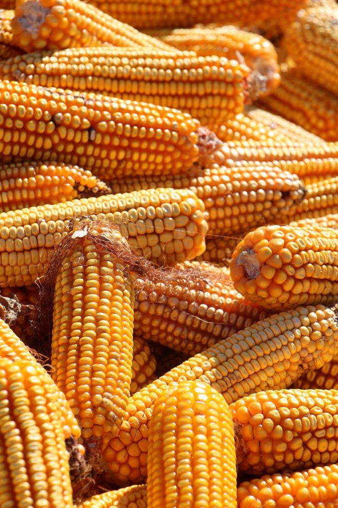 Is Corn Keto? All You Need To Know About Corn On A Keto Diet Is Corn Keto? All You Need To Know About Corn On A Keto Diet